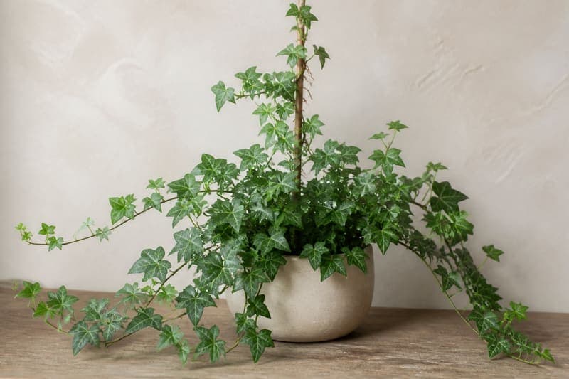 Healthy green English Ivy with juvenile lobed leaves trailing and climbing from a ceramic pot
