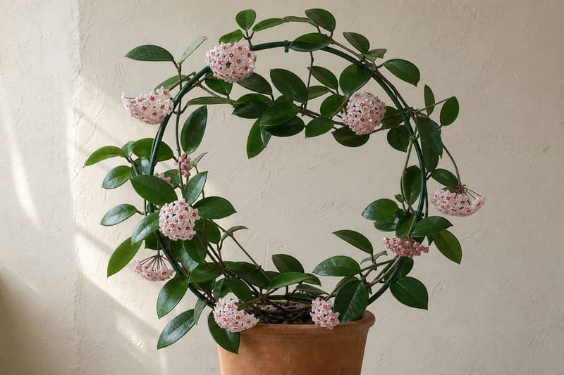Healthy Hoya carnosa trained on a circular trellis with thick opposite green leaves and pale pink waxy flower umbels