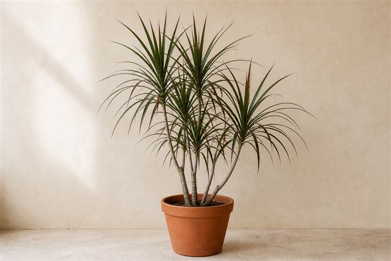 Representative Madagascar Dragon Tree with ringed woody canes and narrow red-edged arching leaves in a terracotta pot