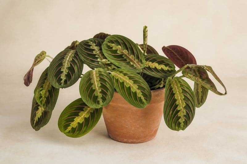 Healthy Maranta leuconeura Prayer Plant with red-veined patterned oval leaves in a terracotta pot