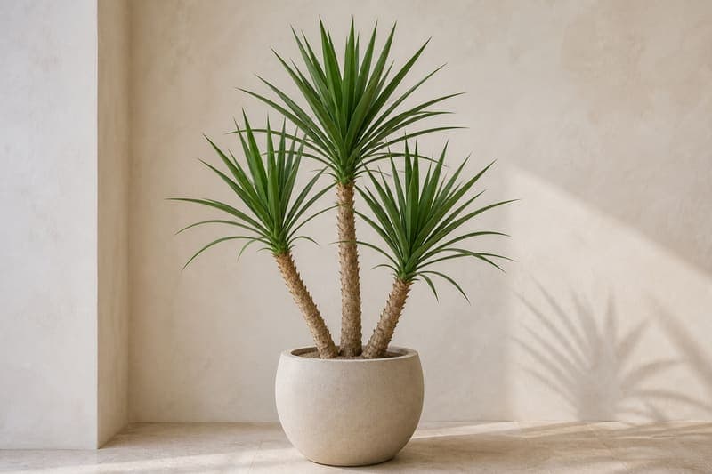 Healthy cultivated Yucca Cane with thick woody trunks and upright rosettes of green sword-like leaves in a simple indoor pot