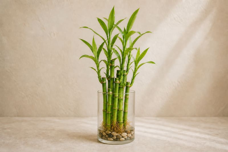 Healthy Lucky Bamboo with upright green canes, lance-shaped leaves, and visible roots in a clear water vessel