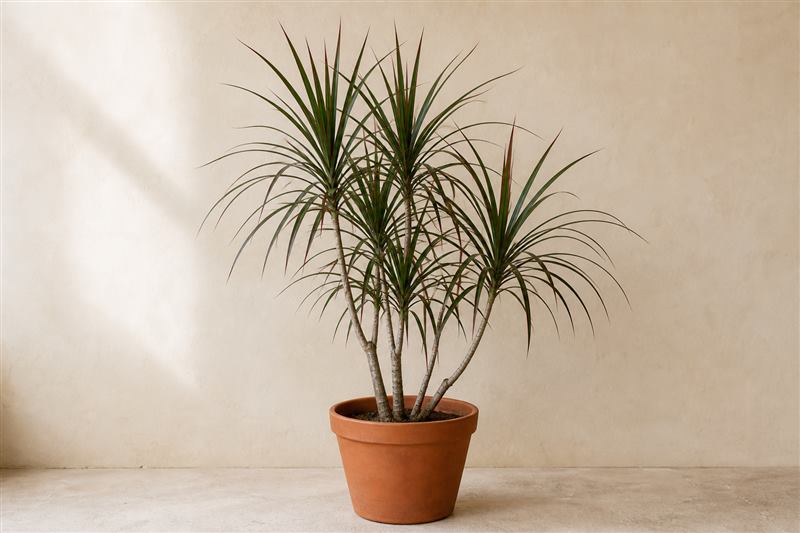Representative Madagascar Dragon Tree with ringed woody canes and narrow red-edged arching leaves in a terracotta pot